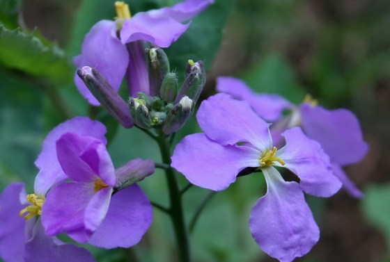 Hoa violet tốt cho da